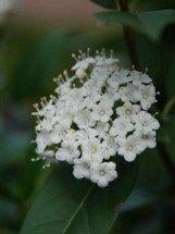 Viburnum tinus (sneeuwbal), Jardin & Terrasse, Plantes | Arbustes & Haies, Enlèvement, Autres espèces, Arbuste, 100 à 250 cm