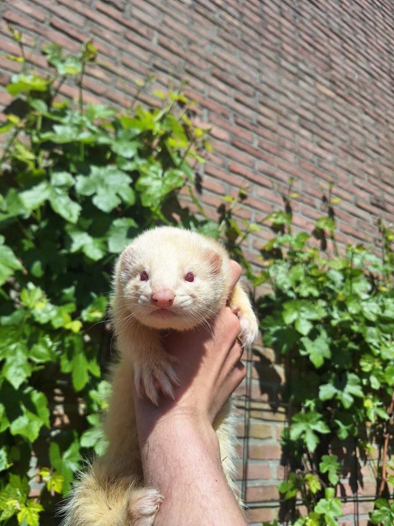 Tam fret mannetje, intact, Dieren en Toebehoren, Mei