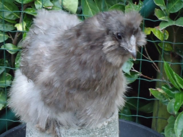 kippen : zijdehoen, ayam cemani, araucana, Meerdere dieren, Kip