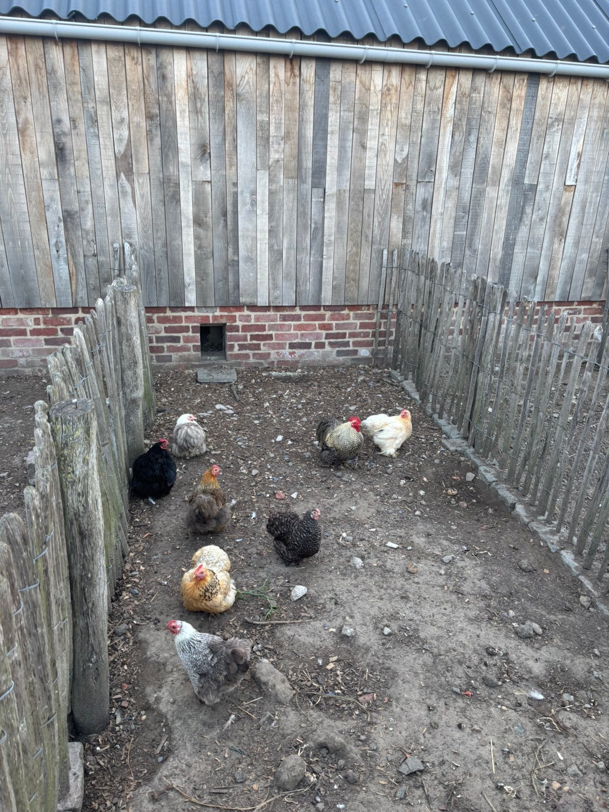 Cochin kriel hennen, Femelle, Poule ou poulet