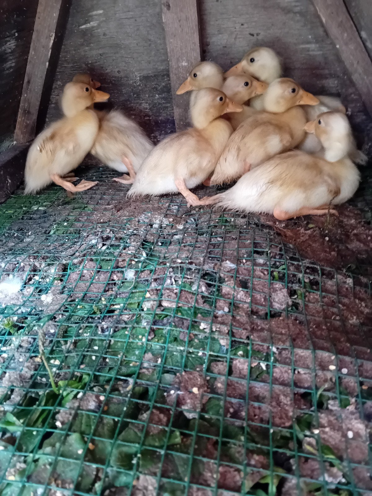 hollandse kwakers, Dieren en Toebehoren, Geslacht onbekend, Eend