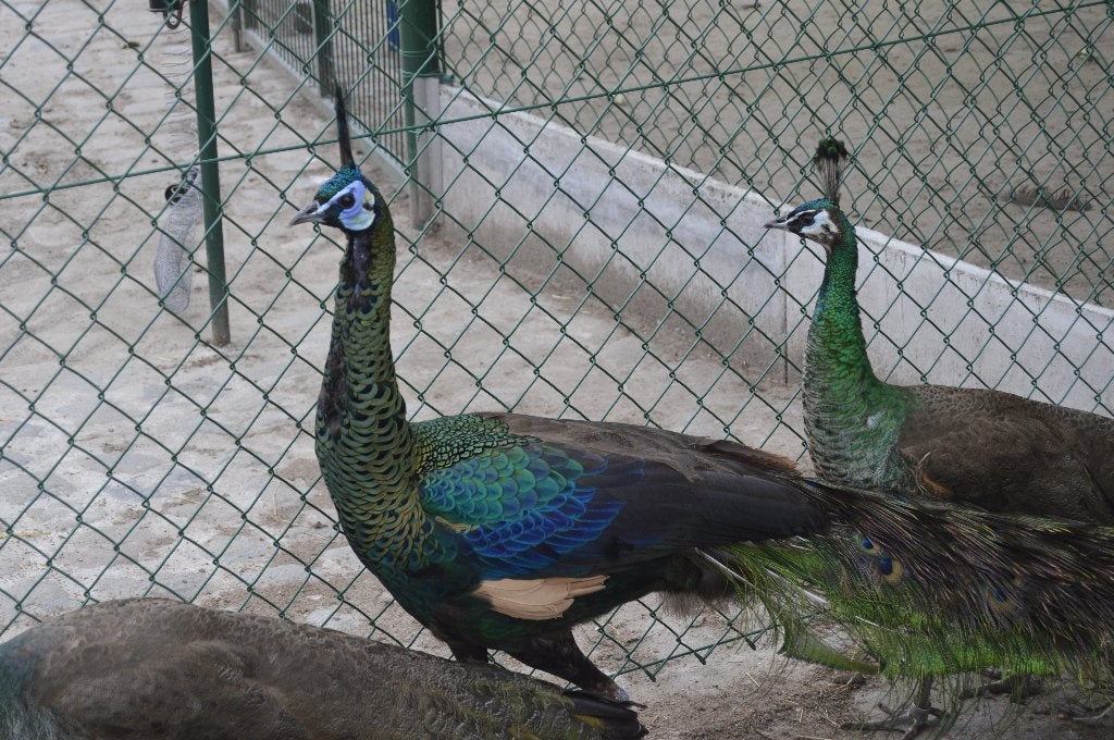 Pauwen spalding, wit, opaal-grijs en violet., Dieren en Toebehoren
