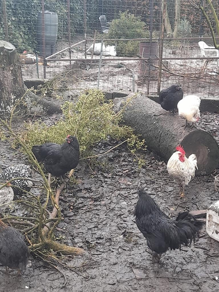 Kip en haan te koop heb ik niet meer nodig, Dieren en Toebehoren, Pluimvee, Meerdere dieren, Kip