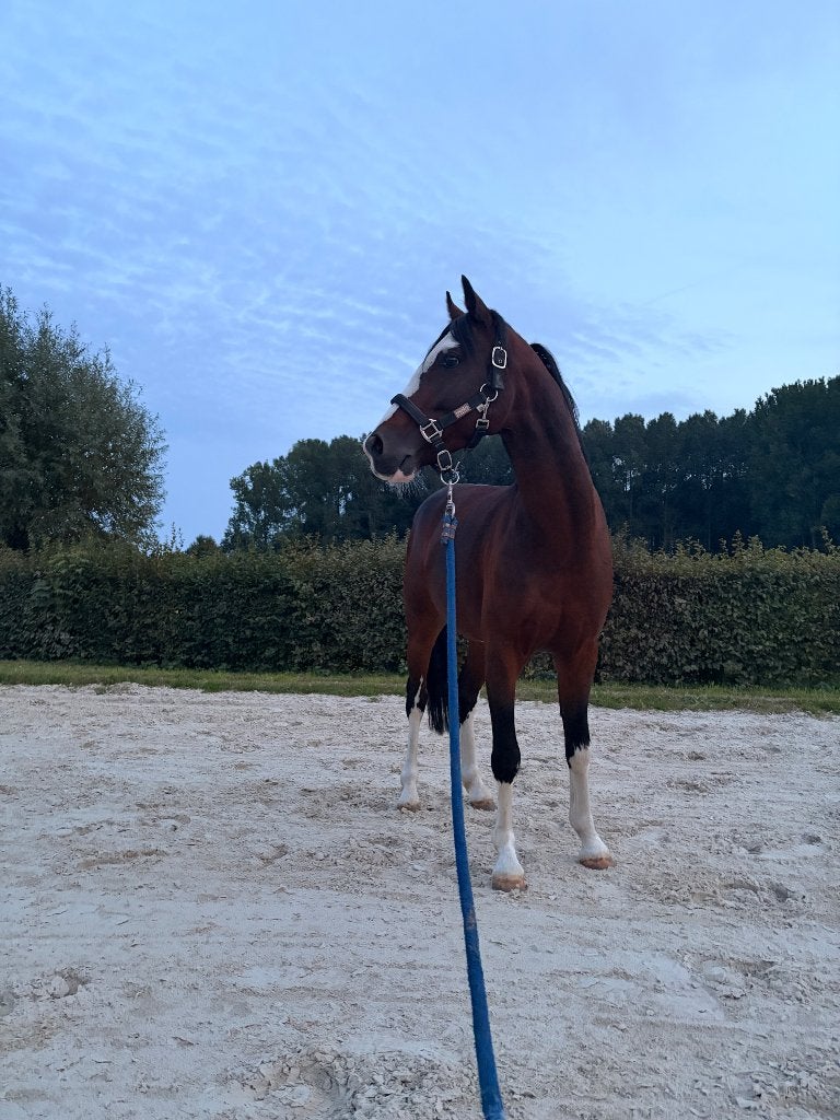 Maserati – 7-jarige Duitse rijponyhengst | 1,36 m, Met stamboom, Niet van toepassing, Hengst, C pony (1.27m tot 1.37m)
