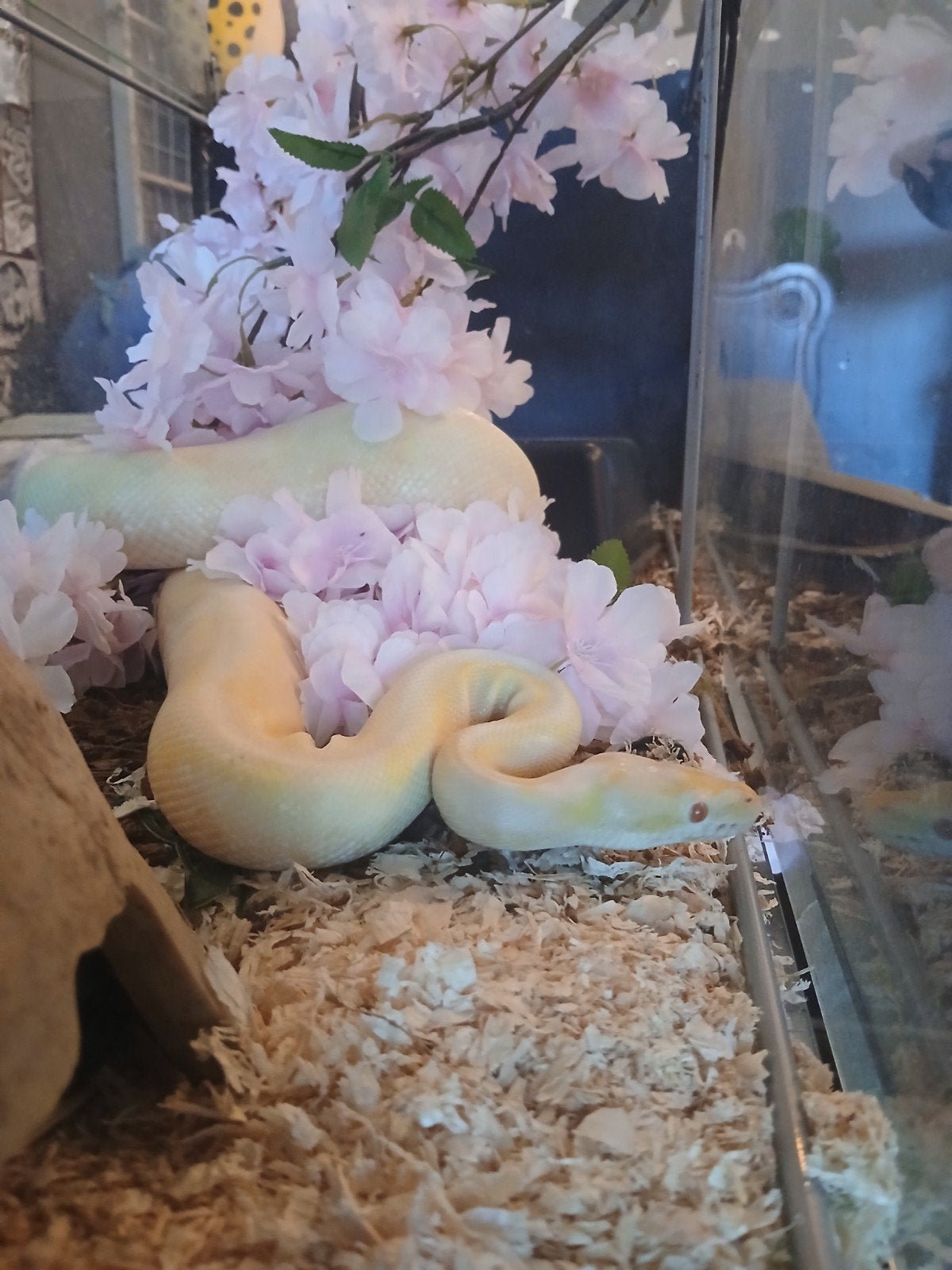 Boule en python, Animaux & Accessoires, Reptiles & Amphibiens