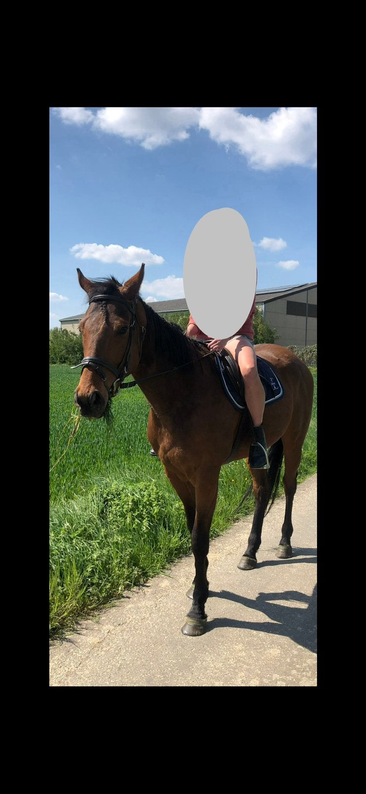 🐴 Te koop – 8-jarige ruin – recreatiepaard – regio Lierde, 175 cm ou plus, Hongre, Débourré, Cheval de récréation