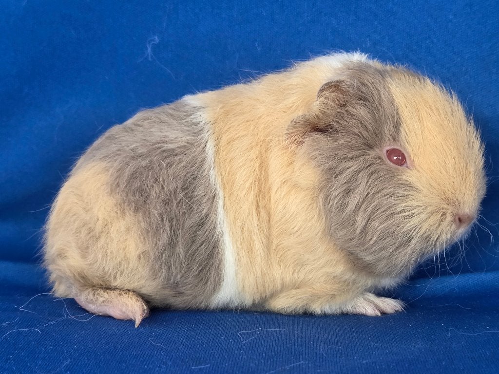 Lieve Ch Teddy cavia beertjes beschikbaar, Dieren en Toebehoren, Knaagdieren, Cavia, Augustus, Mannelijk, Tam