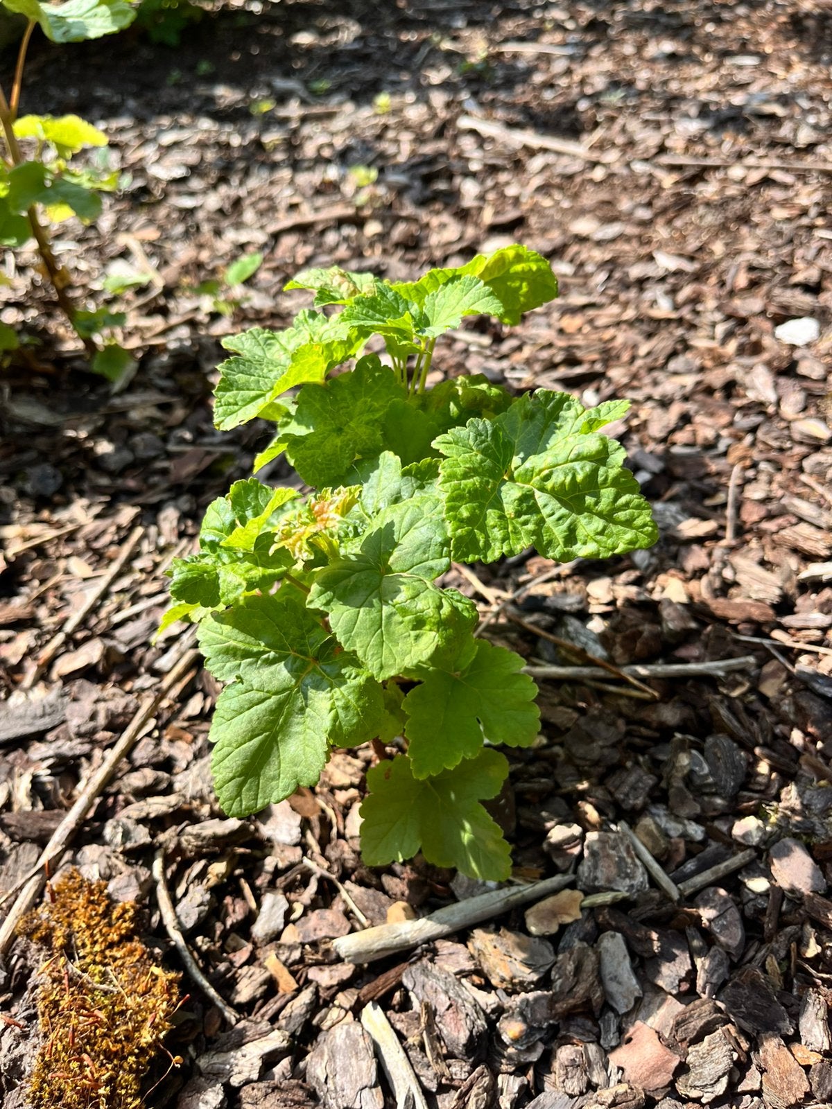 Aalbesplantjes, Tuin en Terras, Planten | Tuinplanten, Ophalen