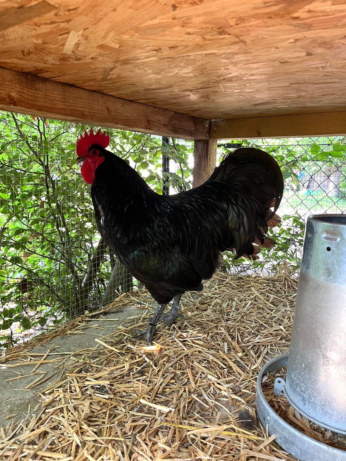 Coq reproducteur Australorp Groothoender, Animaux & Accessoires, Mâle, Poule ou poulet