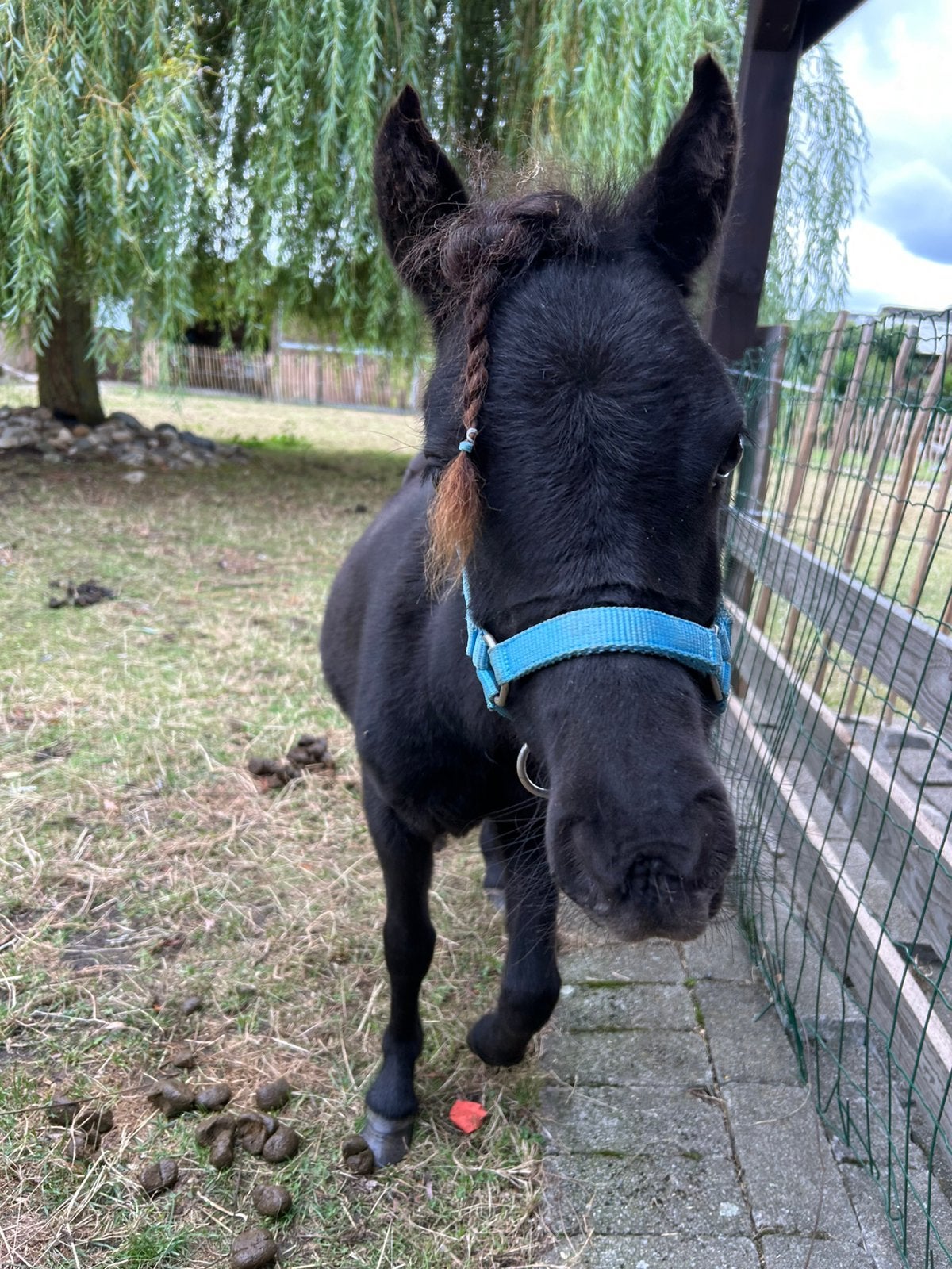 Shetlander merrie, Dieren en Toebehoren, Merrie, Gechipt