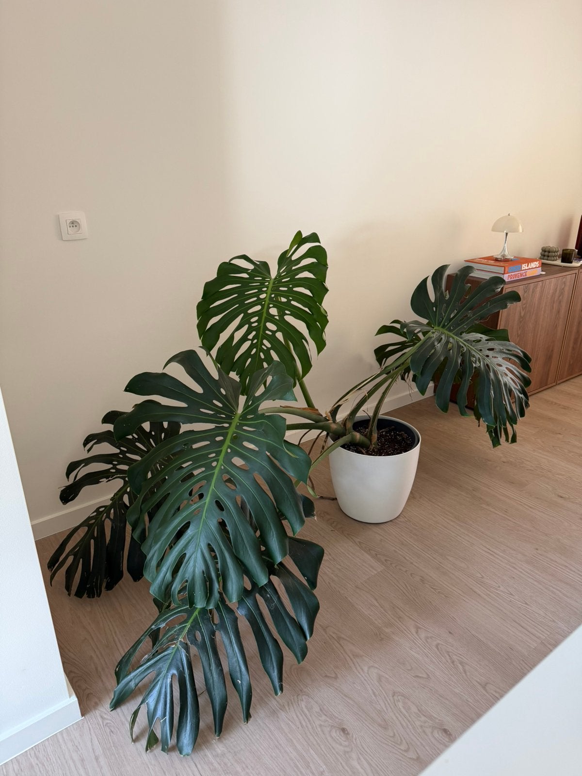 XXL Monstera Deliciosa, Enlèvement