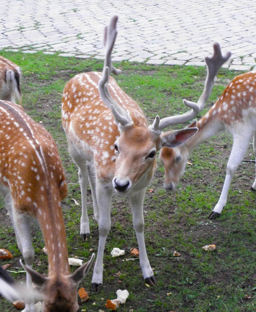 Prachtig Damhert Bokje van 4 jaar., Dieren en Toebehoren, Mannelijk, 3 tot 5 jaar