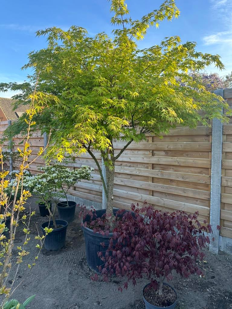 Acer palmatum arakawa, Tuin en Terras, Ophalen