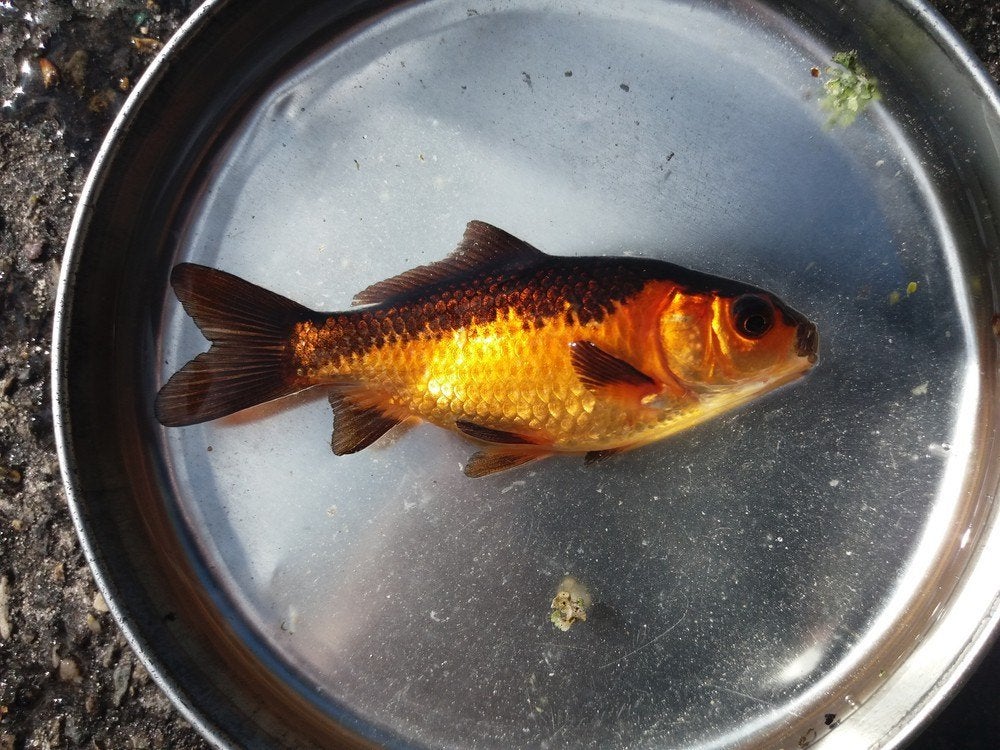 35 poissons de bassin, poissons voilés et poissons rouges, Animaux & Accessoires, Poissons | Poissons d'étang, Poisson(s) rouge(s)