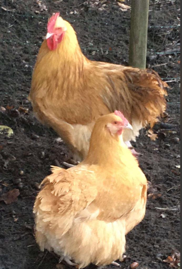 Zuivere orpington haan, Dieren en Toebehoren, Pluimvee