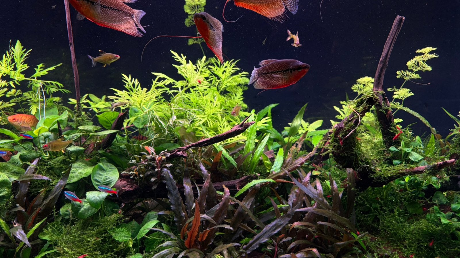 Juwel Rio 450 compleet aquarium – extra techniek, Dieren en Toebehoren, Ophalen, Zo goed als nieuw, Juwel, Aquariummeubel