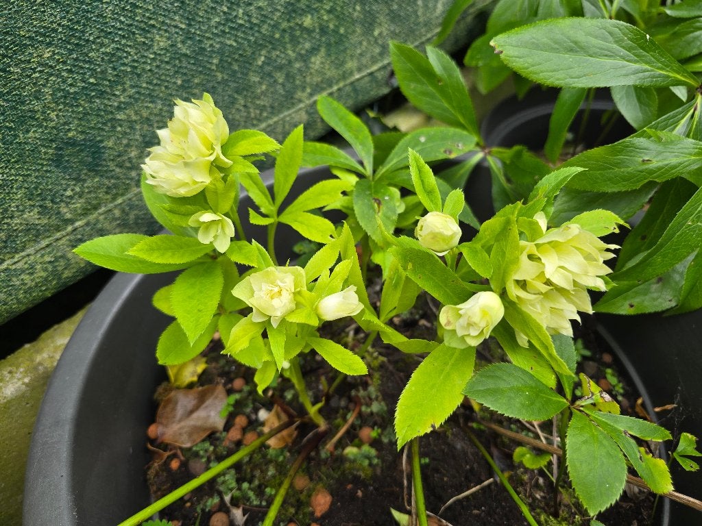Helleborus met dubbele bloemen, Ophalen, Vaste plant