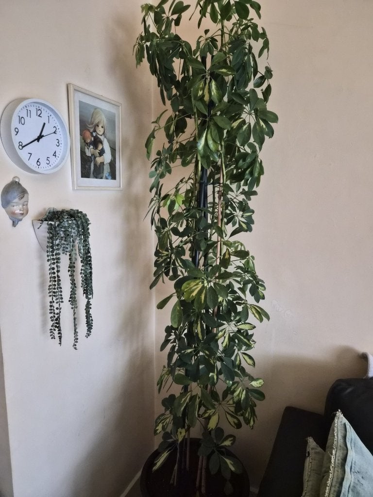 Schefflera of parapluplant te koop 1.80 m, Tuin en Terras, Ophalen