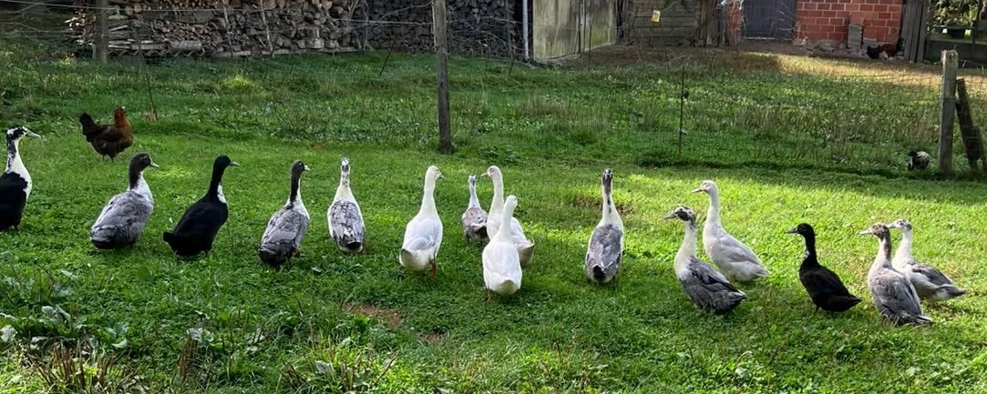 Huttegemse eenden - raszuiver erfgoed