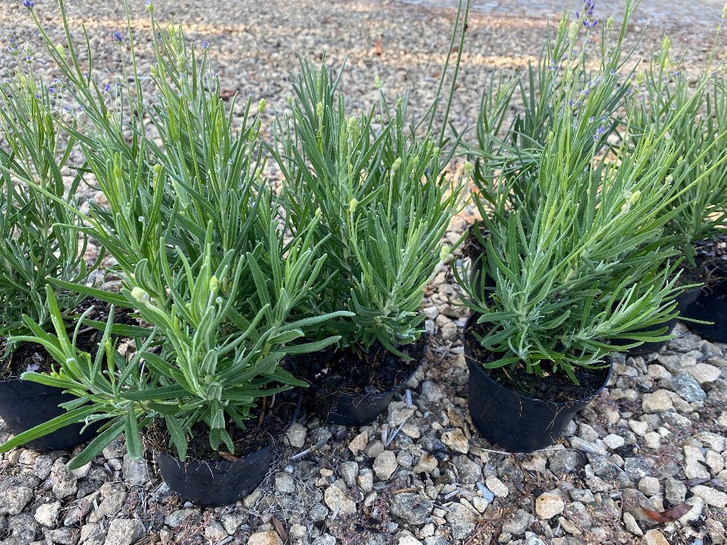 Lavendel, Ophalen