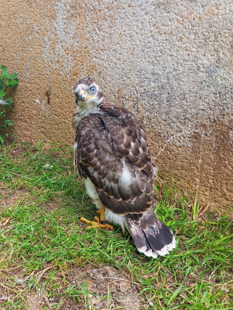 Autours des palombes, Mâle, Oiseau de proie, Bagué