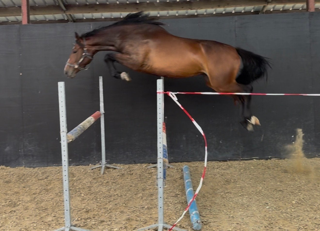 3jarige springmerrie, Avec pedigree, Débourré, 160 à 165 cm, Cheval de saut