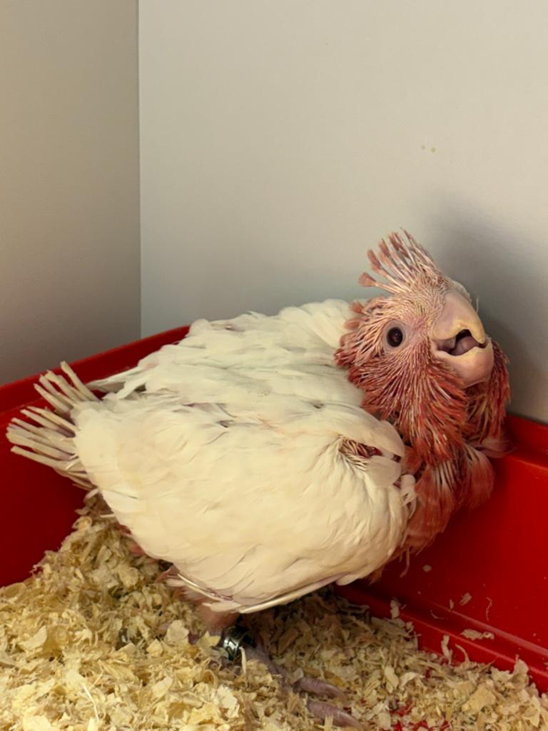 Prachtig Lutino Rose Kaketoe Popje, Dieren en Toebehoren, Vrouwelijk, Papegaai, Geringd