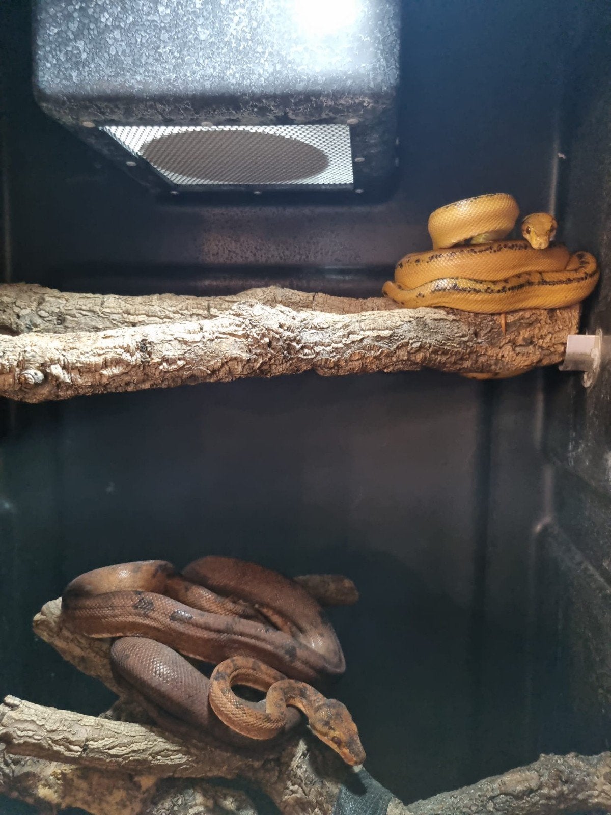 Couple Corallus Hortulanus reproducteur. , Dieren en Toebehoren, Reptielen en Amfibieën, Slang