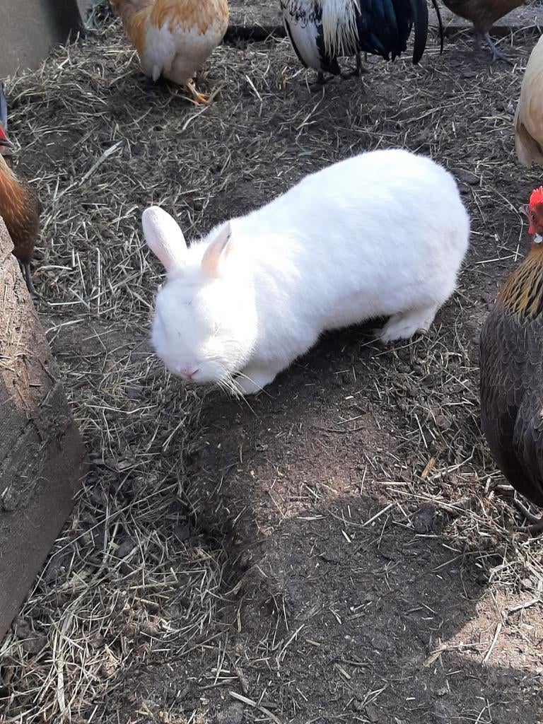 konijnetjes 2 witte kleurdwergen( pooltjes )