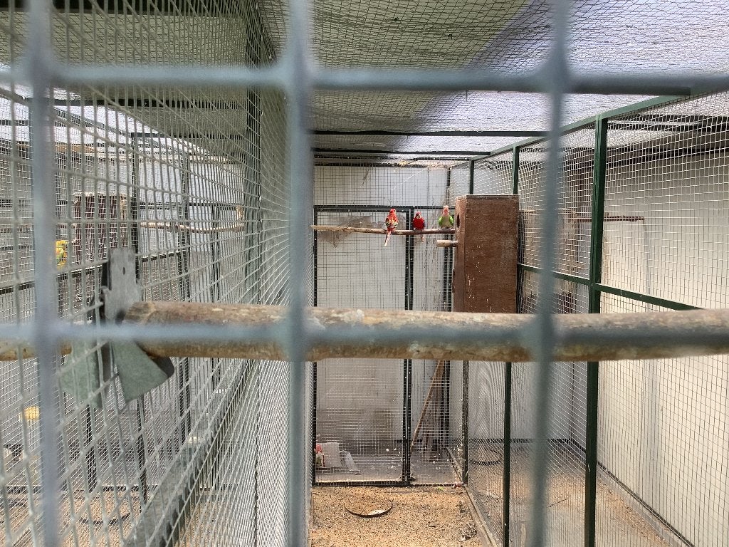 rode rosella Man, Dieren en Toebehoren, Mannelijk, Parkiet, Geringd