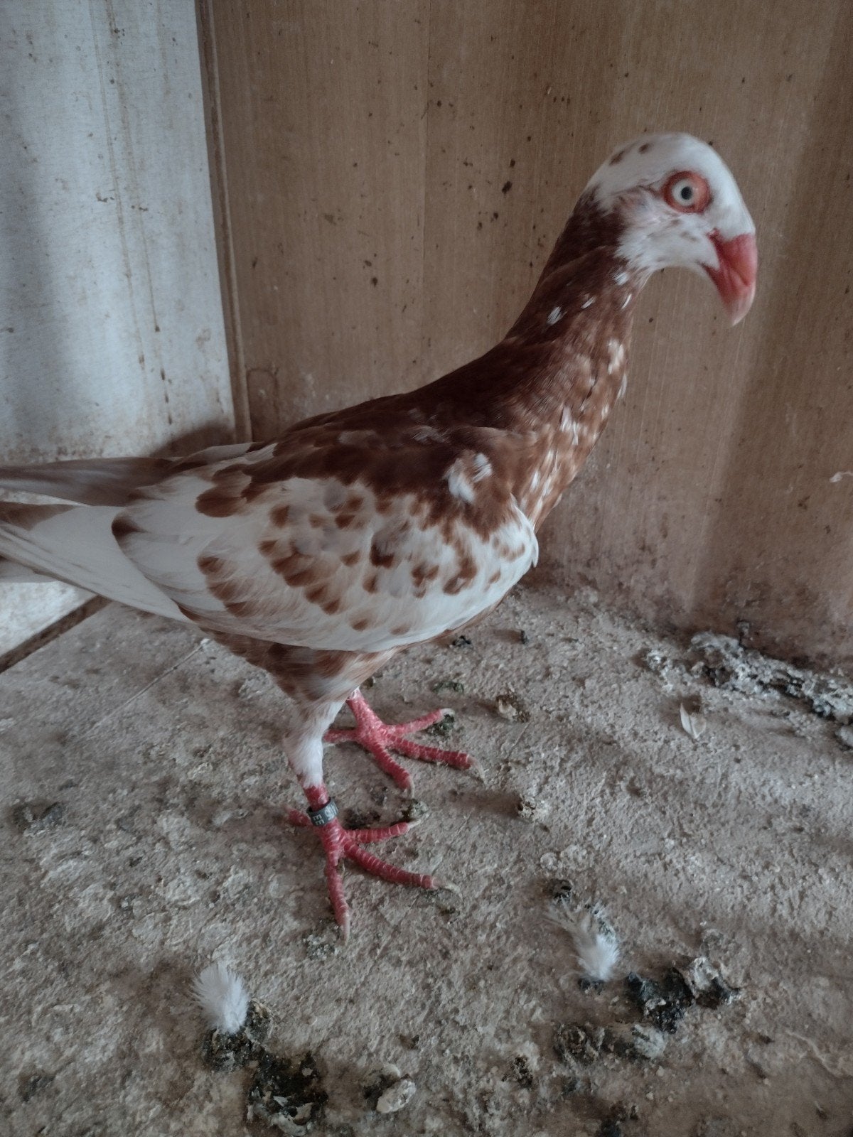 Deense tuimelaars, Sexe inconnu, Pigeon culbutant ou Roller