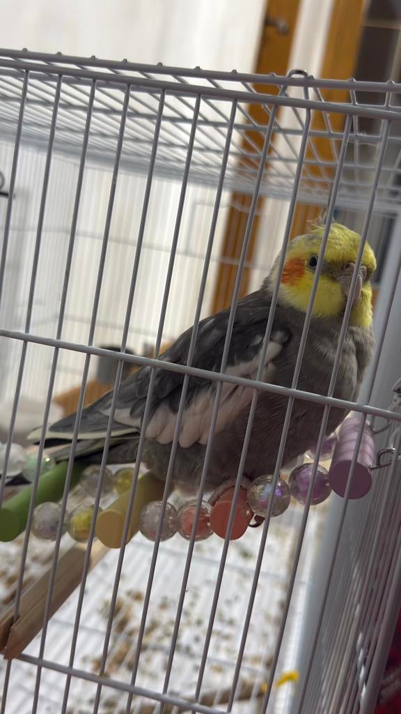 Mooie vogels met kooi te koop, Dieren en Toebehoren, Parkiet