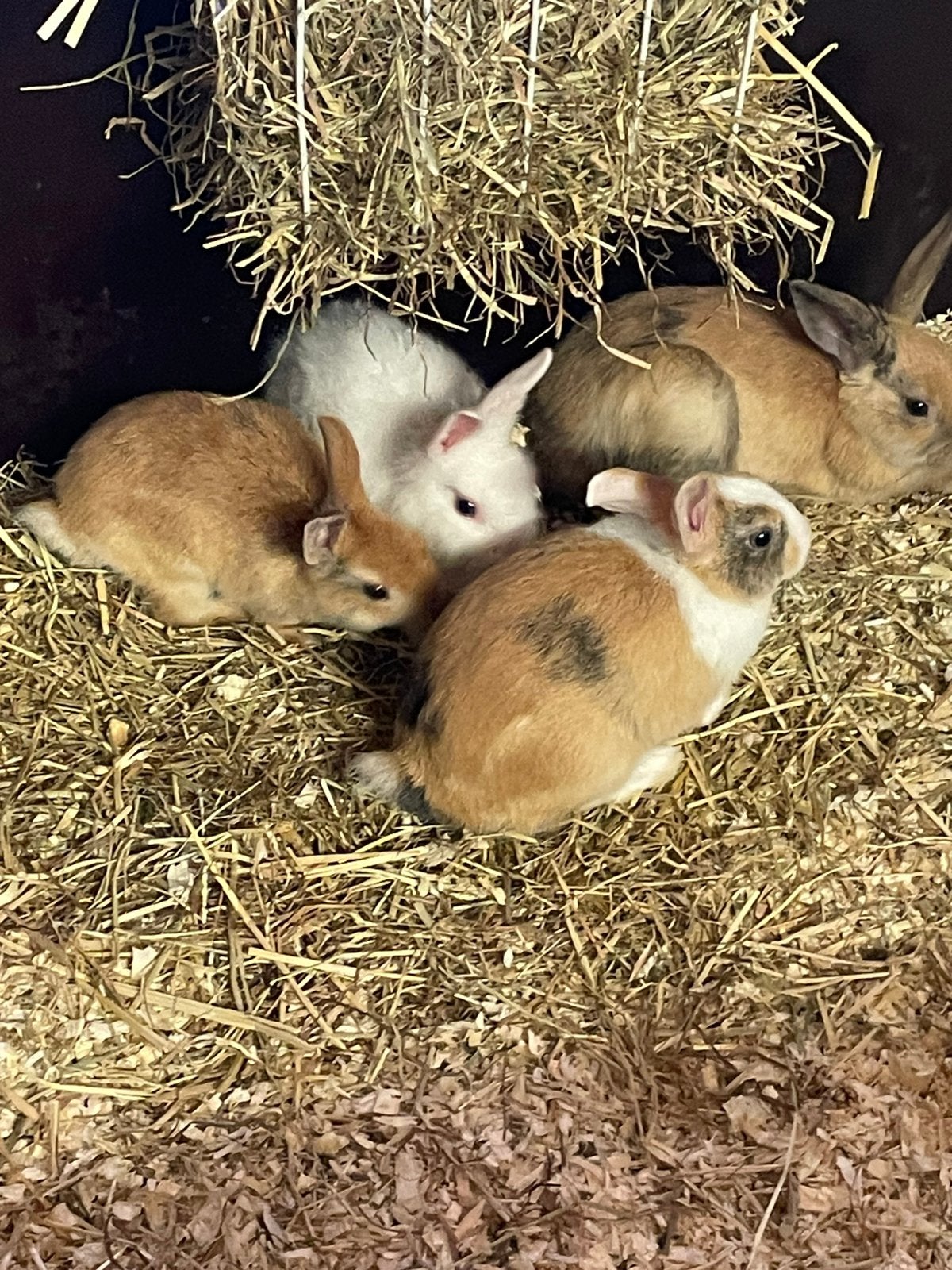 Dwergkonijntjes en andere soorten, Dieren en Toebehoren, Mei, Meerdere dieren, Overige typen, Tam