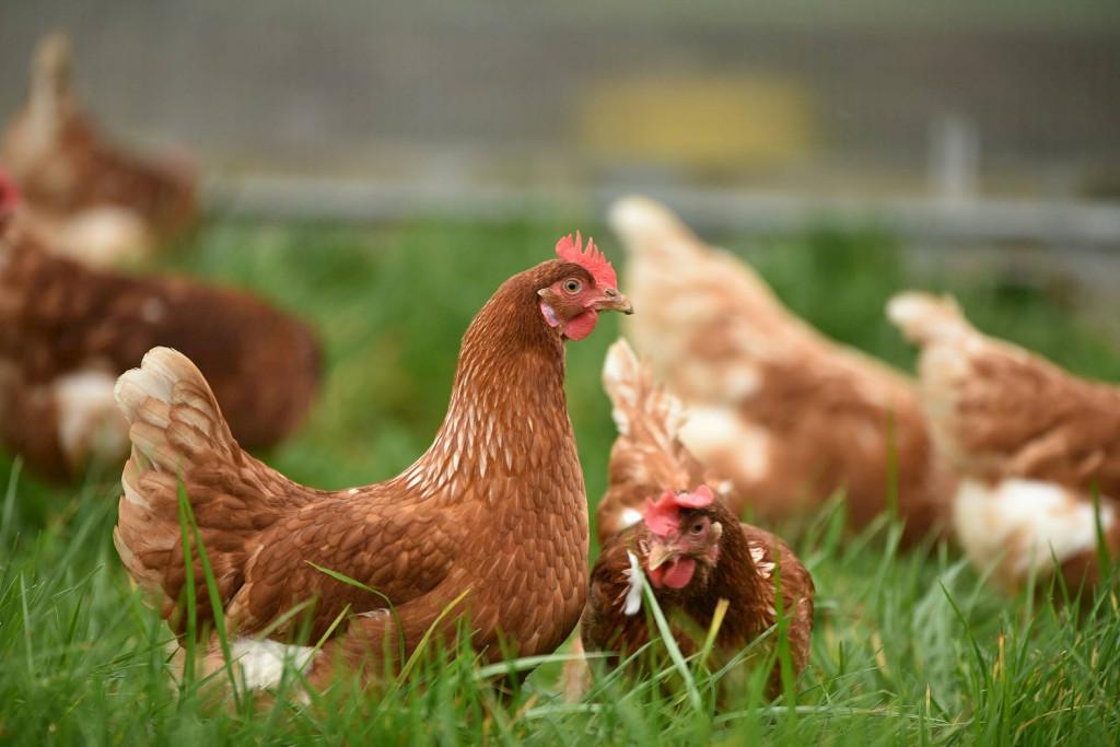 Legkippen en sierkippen te koop, Dieren en Toebehoren