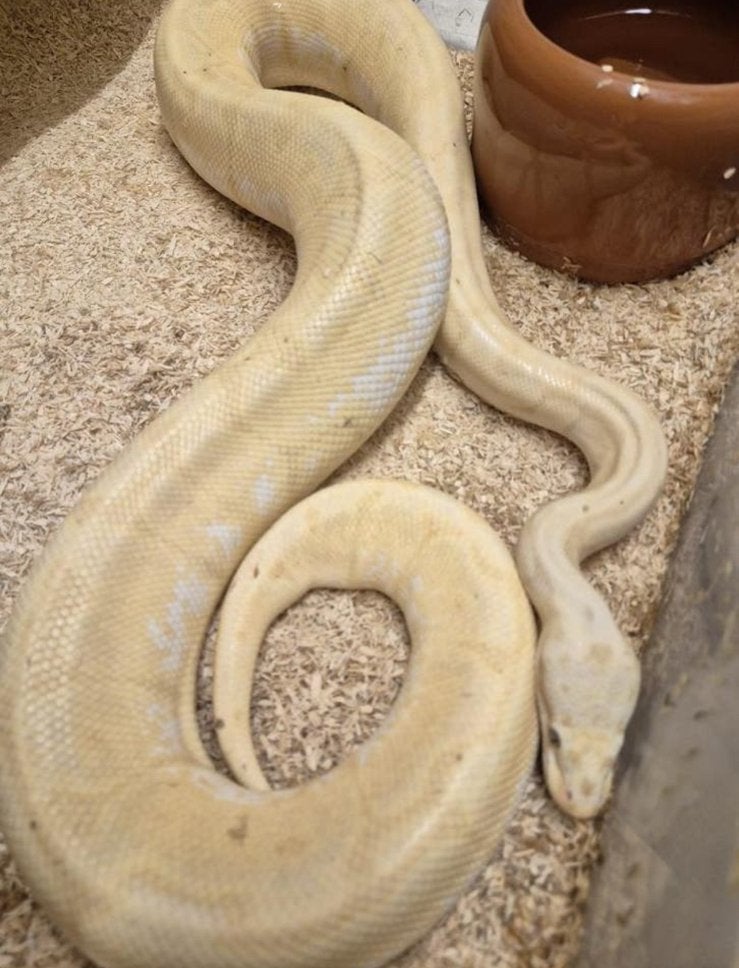Ball python 0.1 Bumblebee Banana Ball Python - female for sale from nephtys