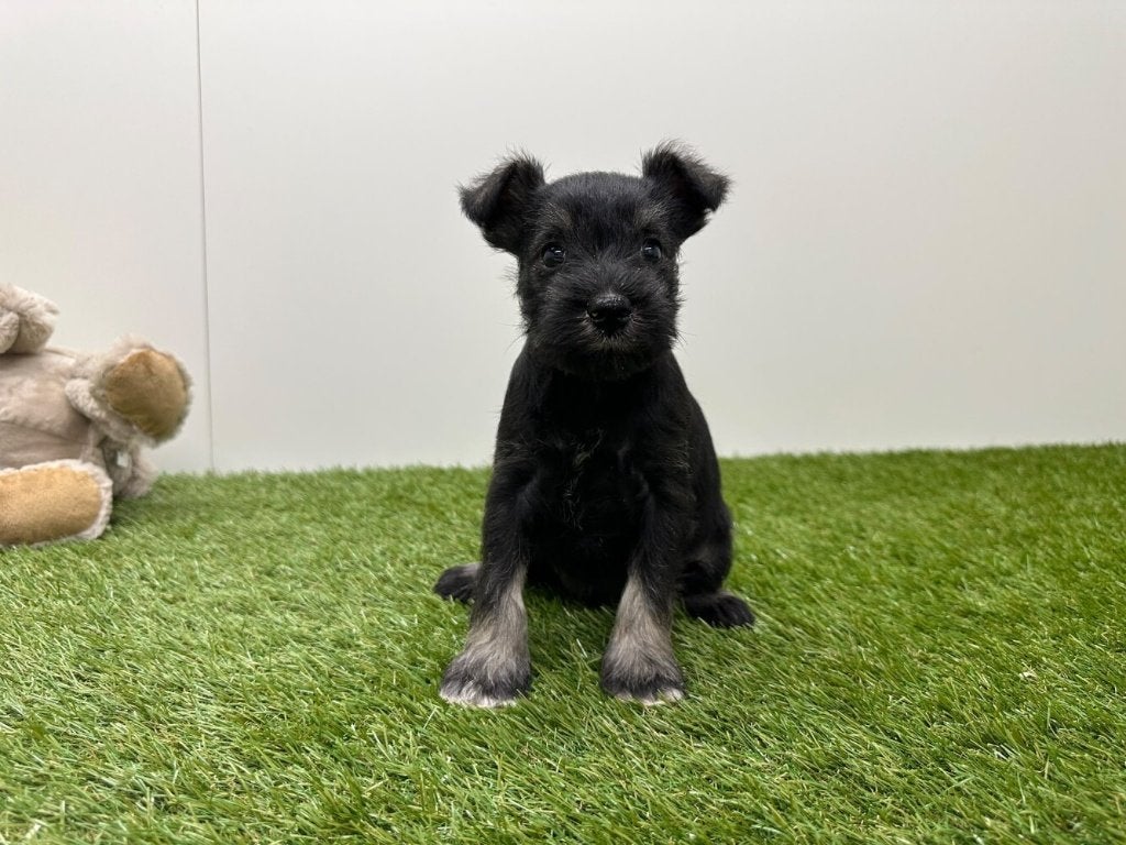 Nid pour chiots Schnauzer miniature, Maladie de Carré (chiens), Autres races, Plusieurs, Belgique