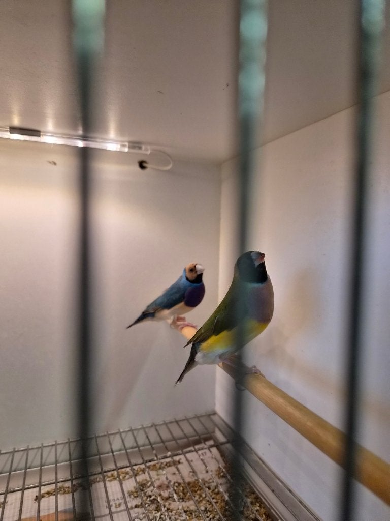 goudamandine, Animaux & Accessoires, Oiseaux | Oiseaux Autre, Oiseau tropical