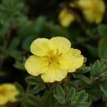 Potentilla fruticosa "Elizabeth" (struikganzerik), Jardin & Terrasse, Plantes | Arbustes & Haies, Enlèvement, Autres espèces, Arbuste