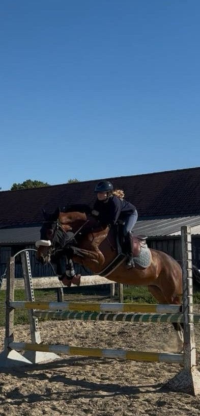 Sky van de Noordwandeling ! KOOPJE merrie met top afstamming, Dieren en Toebehoren, Paarden, Merrie