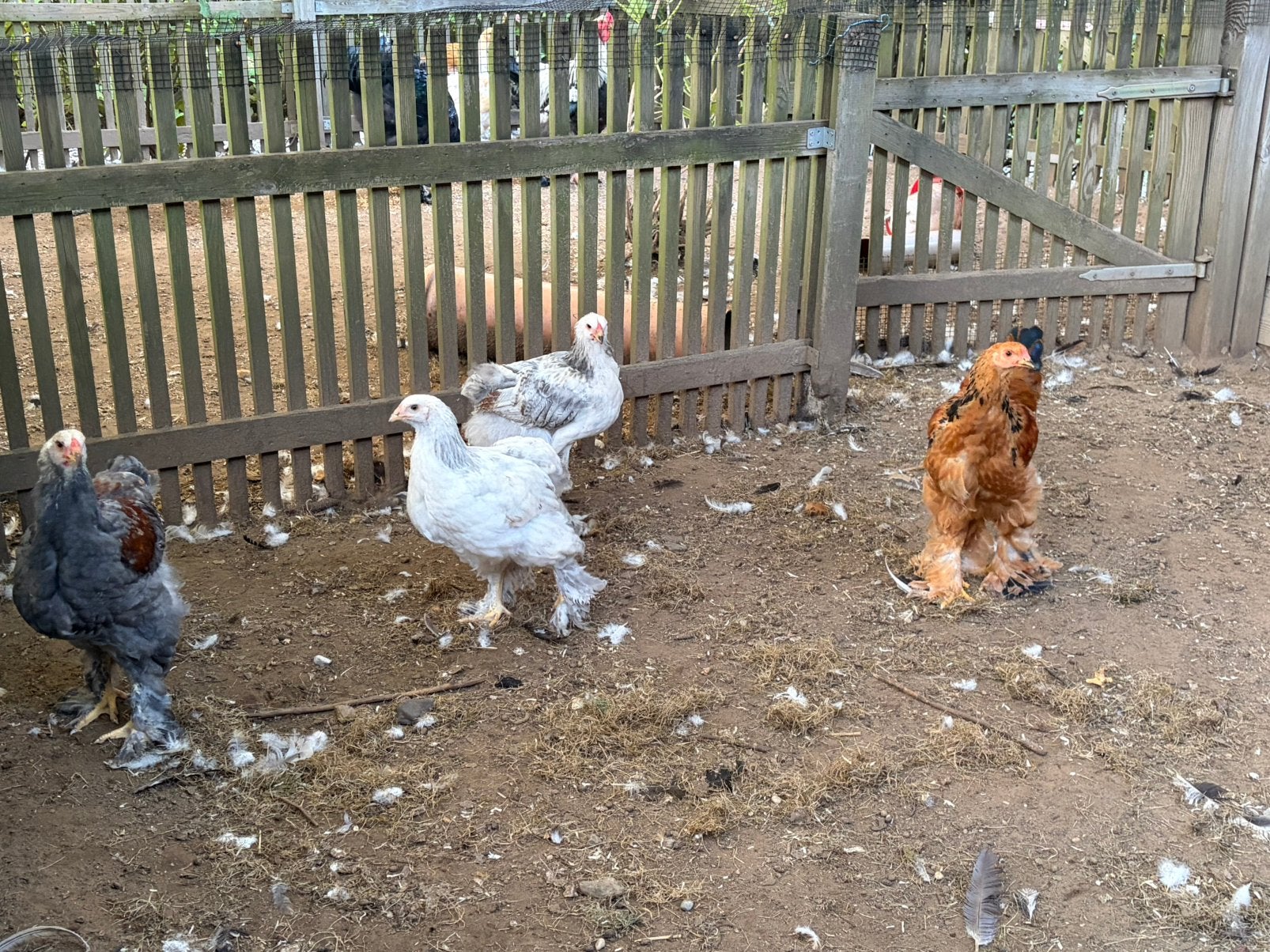 Brahma kippen en hanen, Kip