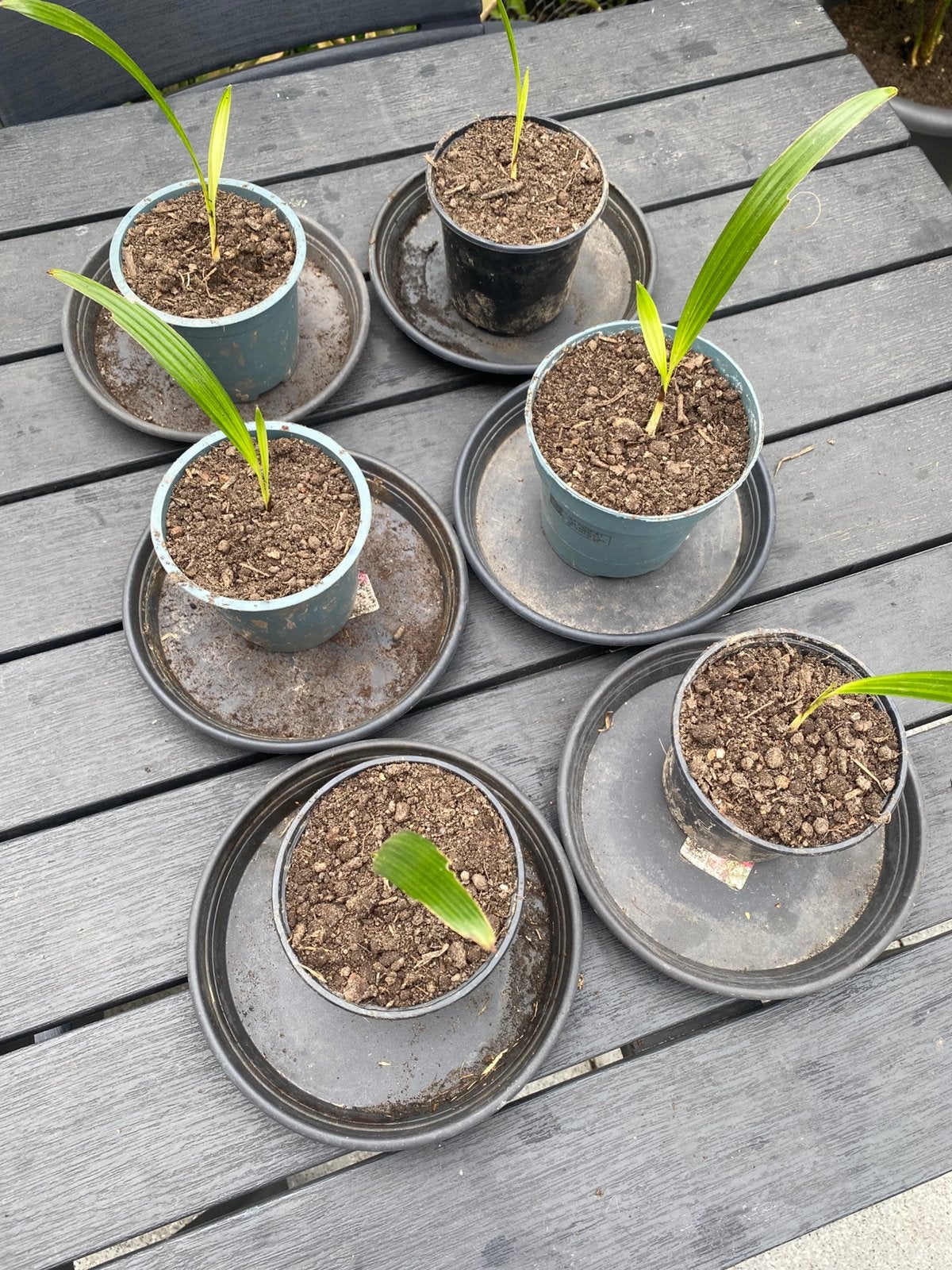Trachycarpus fortunei of waaierpalm, Enlèvement, Plein soleil
