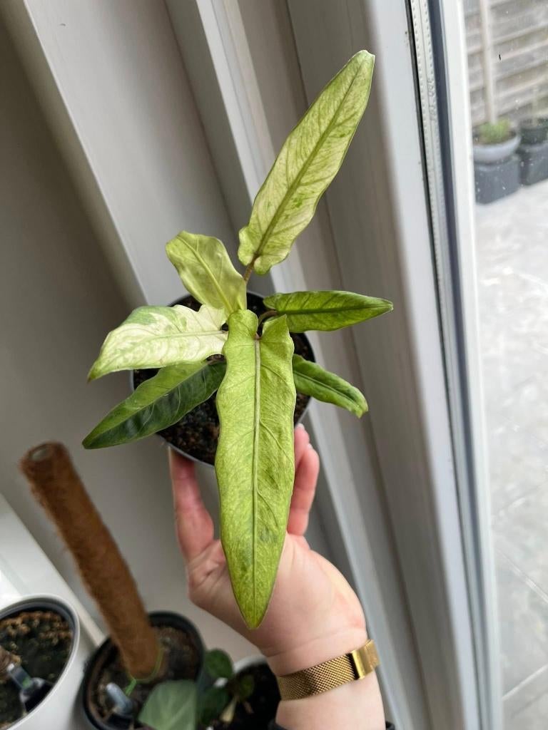 Alocasia Lauterbachiana Variegated, Ophalen of Verzenden
