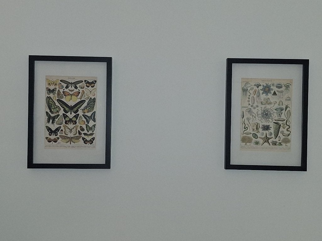 Natural history plates en print with frame, Antiek en Kunst, Kunst | Overige Kunst, Ophalen