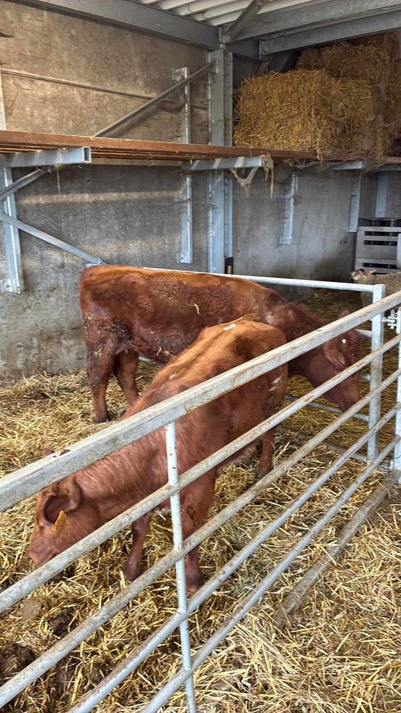West vlaams rode vaars, Dieren en Toebehoren, Mannelijk, 0 tot 2 jaar