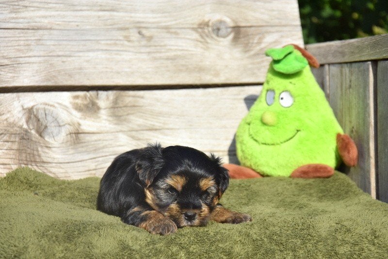 Yorkshire Terriër pupje, Dieren en Toebehoren, Honden | Jack Russells en Terriërs, België, Reu, 8 tot 15 weken, Meerdere