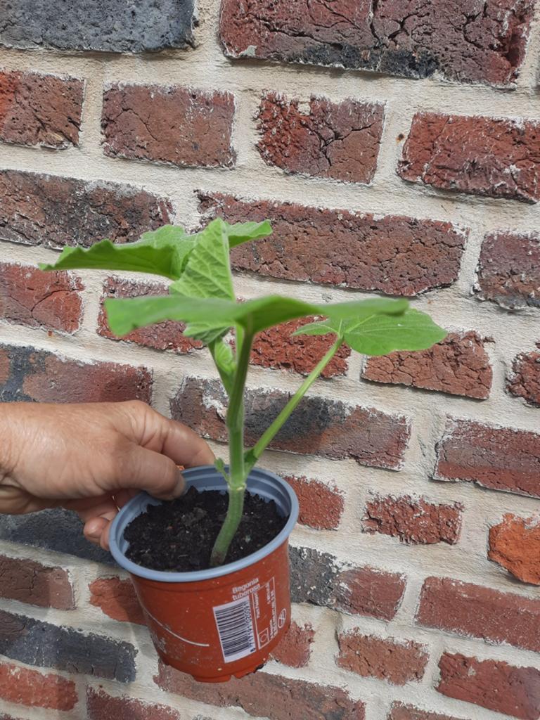 Potiron, Butternut et tournesol, Tuin en Terras, Ophalen