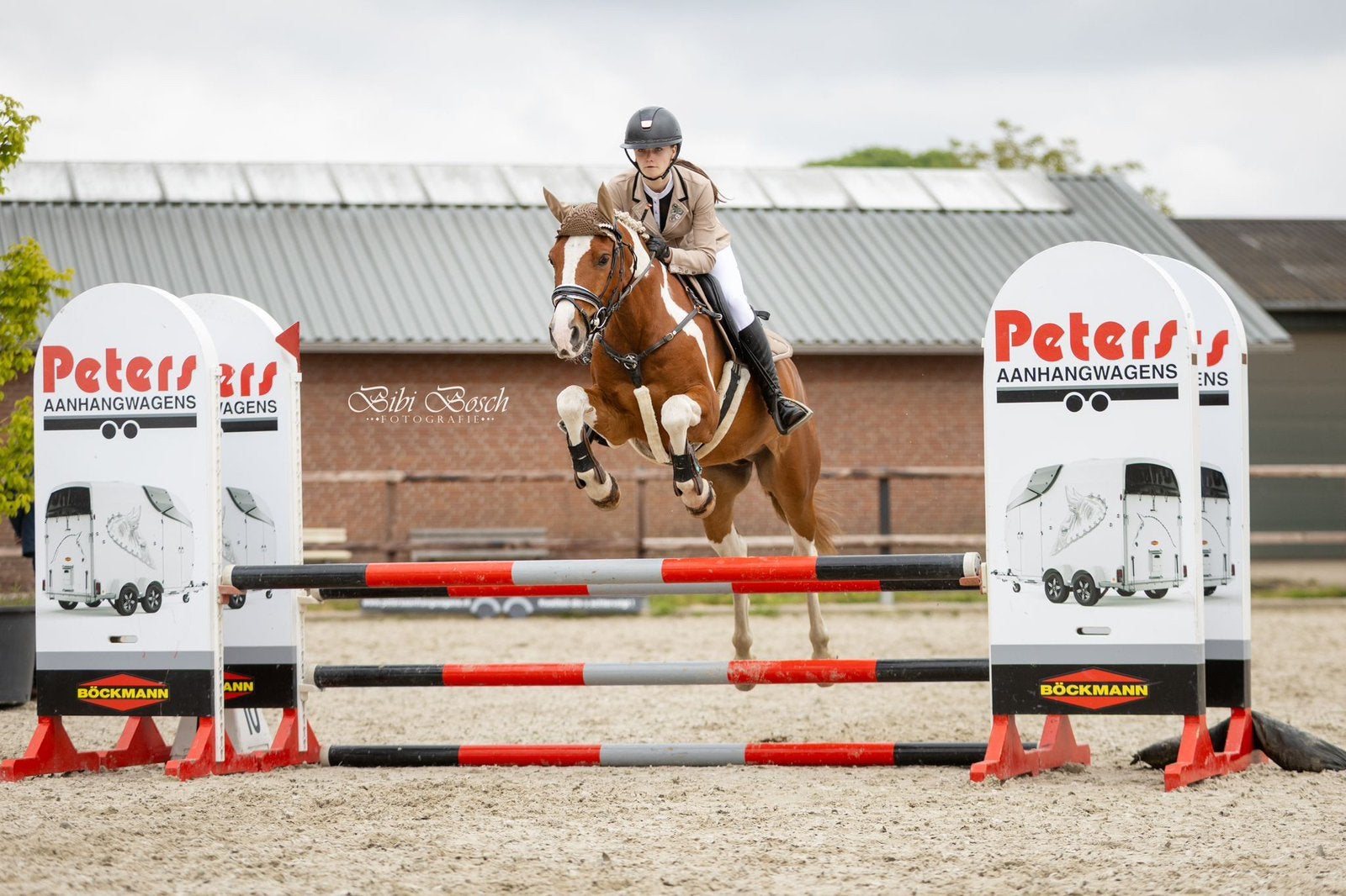 Bonte D pony ruin 1,47, Animaux & Accessoires, Poneys, Hongre, L, Avec puce électronique