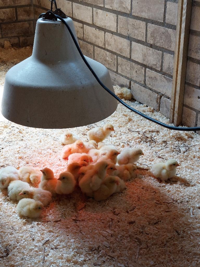 Poule de Bresse kuikens van TOP-klasse!, Dieren en Toebehoren, Pluimvee, Kip, Geslacht onbekend