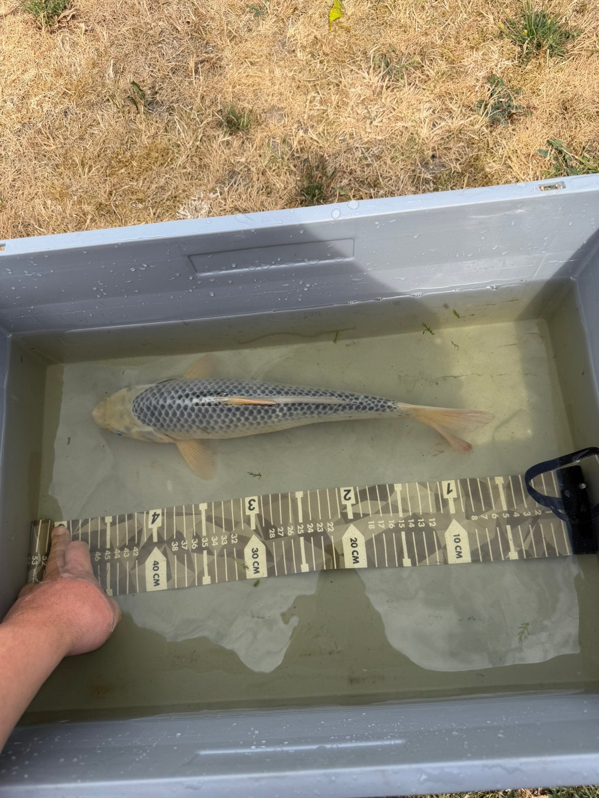Koi, Dieren en Toebehoren, Karper of Koi