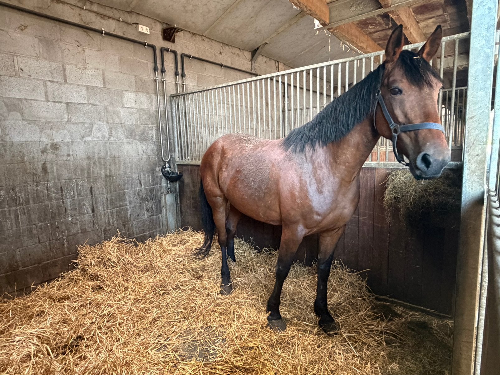 Franse draver merrie, Animaux & Accessoires, Chevaux, Jument, Débourré